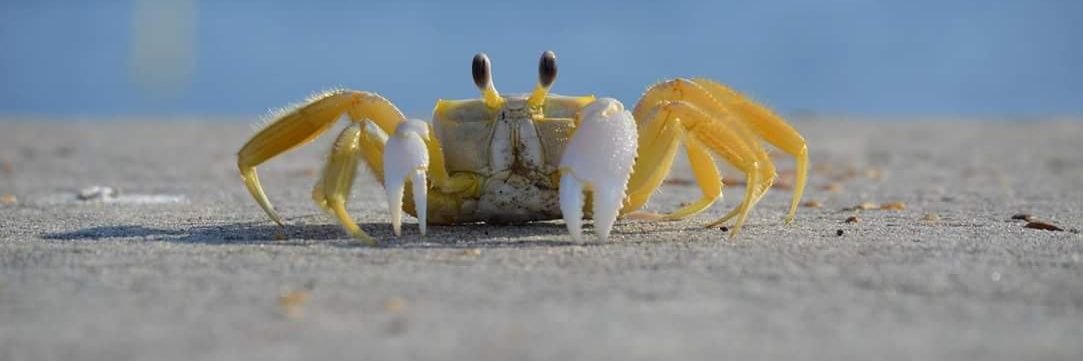 kiwi_mole's profile banner image