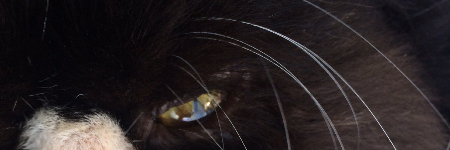 zcsb's profile banner image