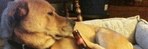 Crabsncorn's profile banner image
