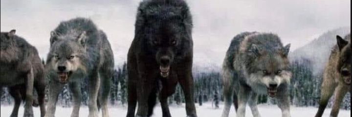 zena0214's profile banner image