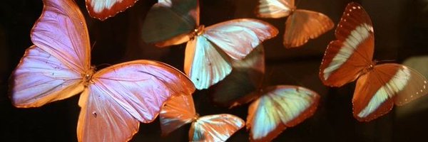 ravane_l Profile Banner