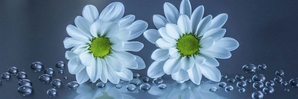 Netty_Azuos Profile Banner