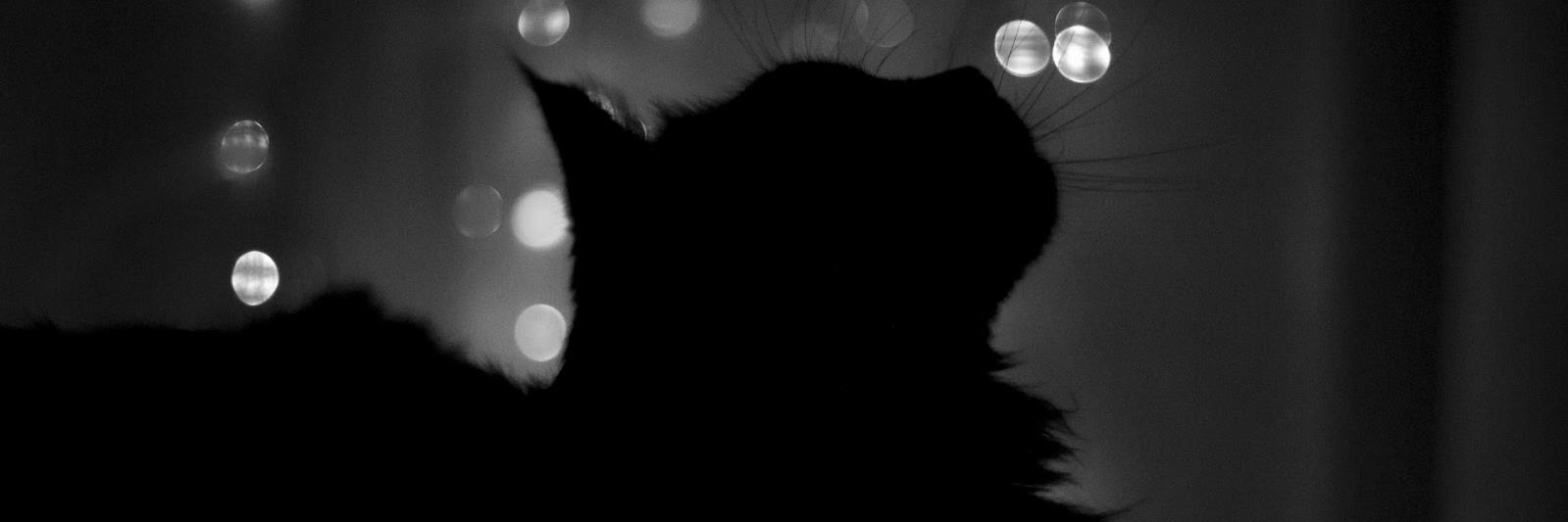 Scally ️ 🐱 🏳️‍🌈 banner