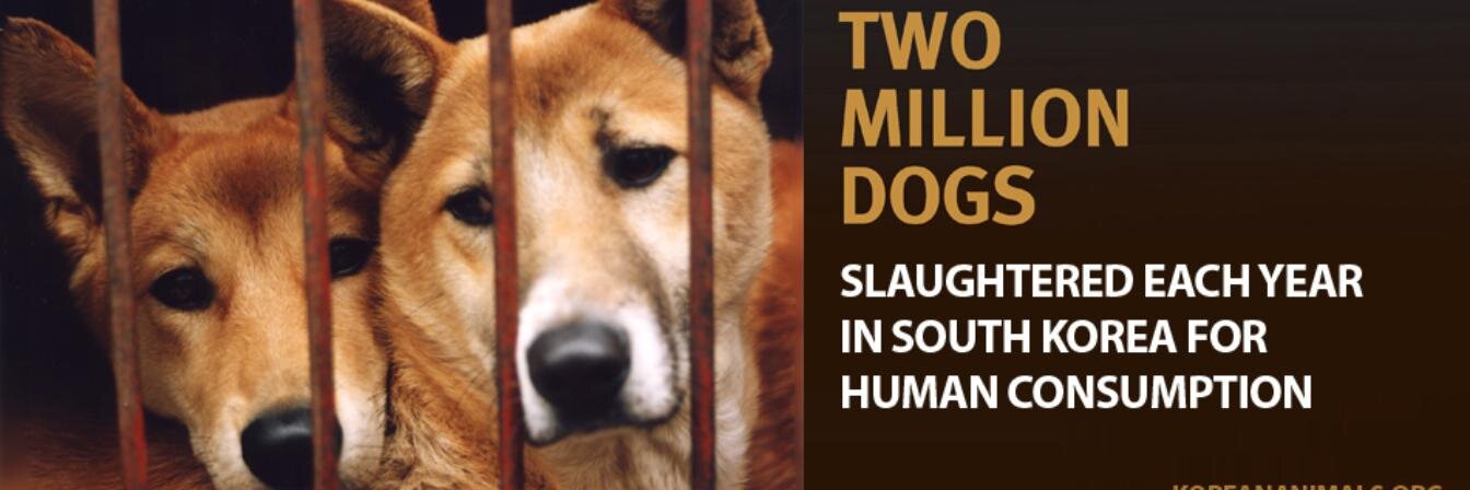 4KoreanAnimals's profile banner image