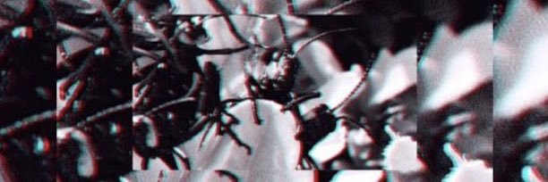c_falea's profile banner image