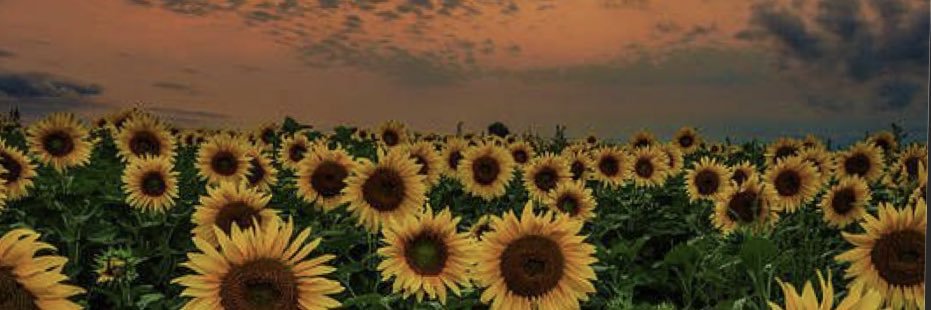 sara376's profile banner image