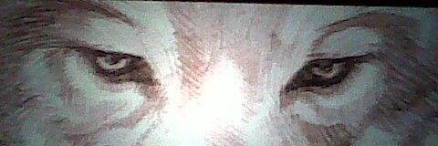 caro banner