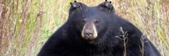 Alex Astora🐻 banner