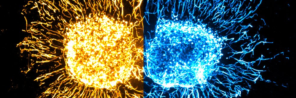 Eric Mitten 🧠 banner