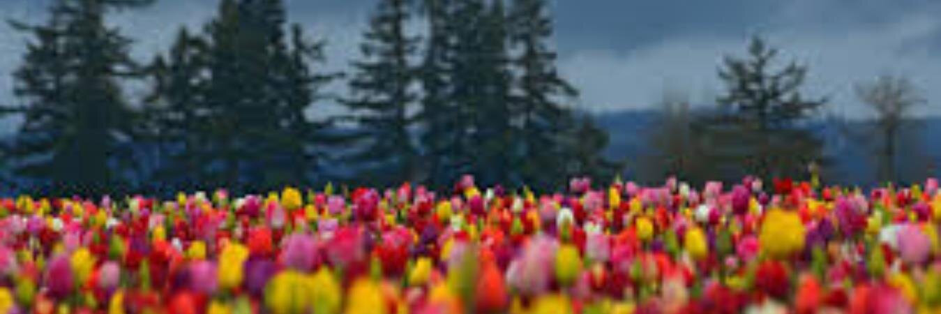 Redcurly1958's profile banner image