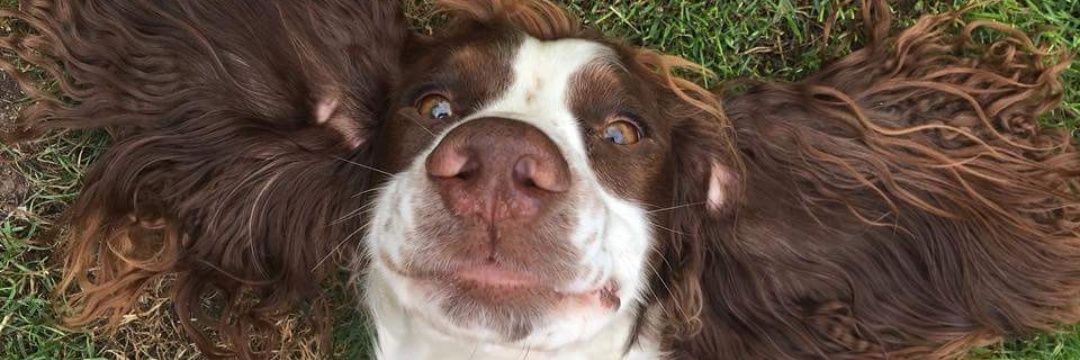 ReeceTolley's profile banner image