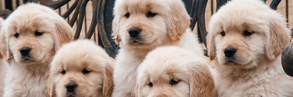 lomeinlex's profile banner image