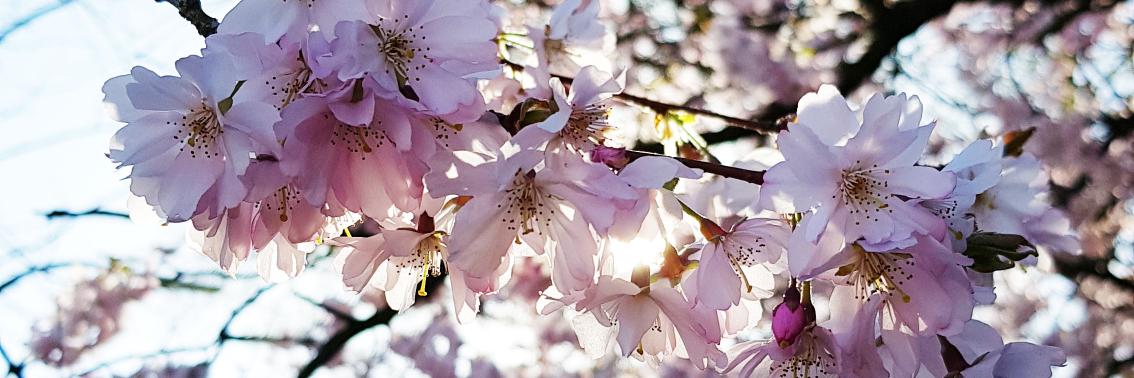 Informatik@UHH banner