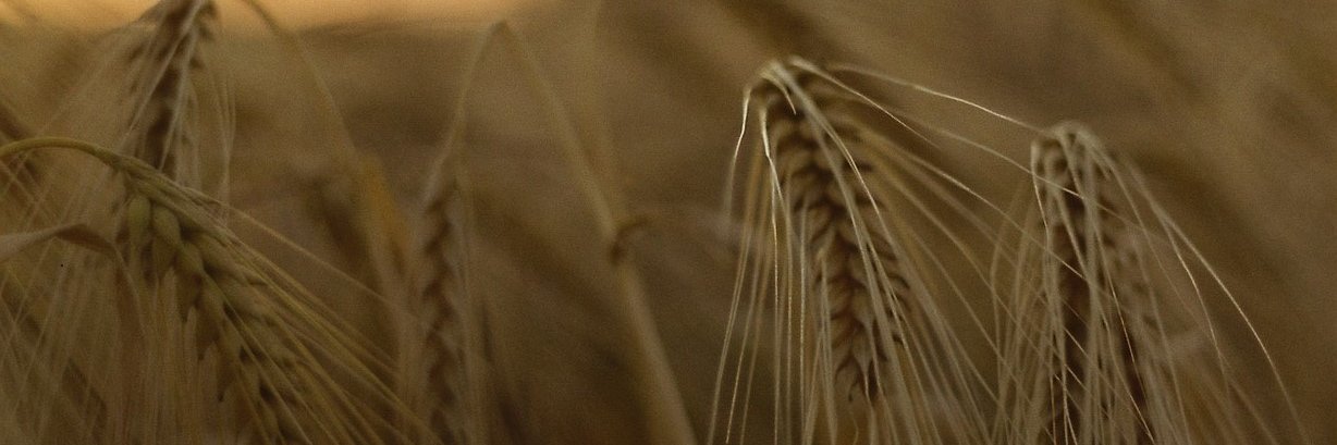 anne_southeast's profile banner image