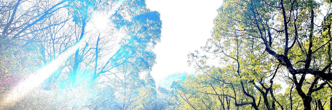 とーとくう《トト》🕊 banner