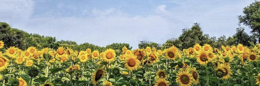amymalo's profile banner image