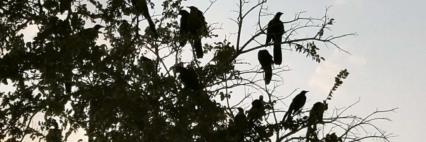 mcrows's profile banner image