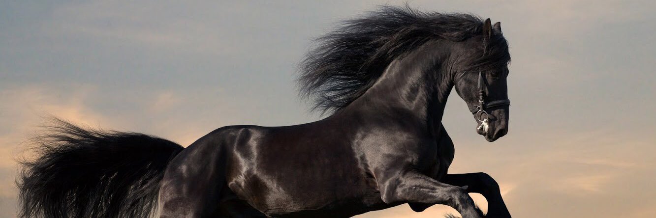 Lindy Protasi, LSSP banner