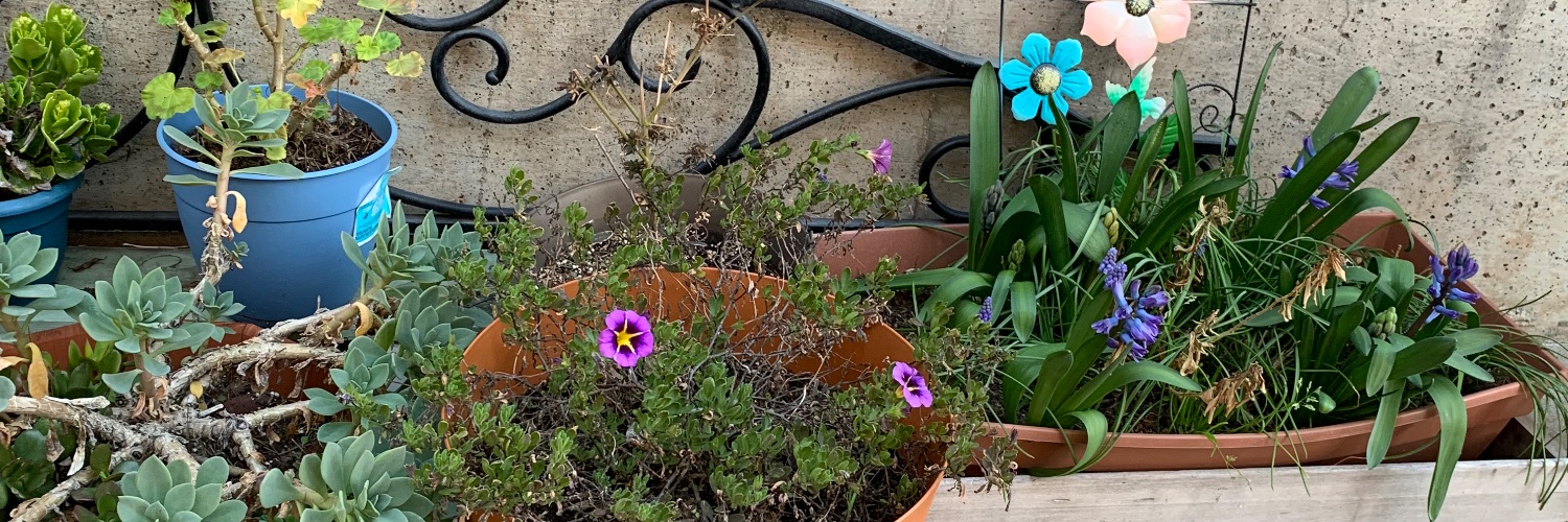 froggymachine banner