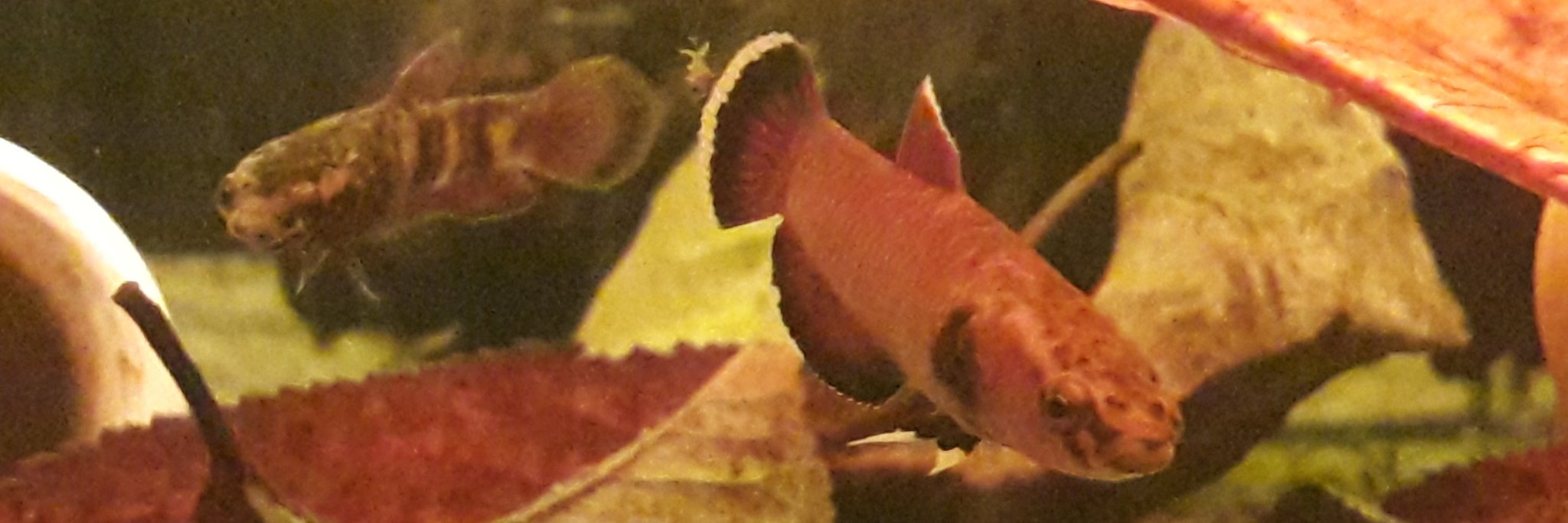 Markus Morrison (Rehm) banner