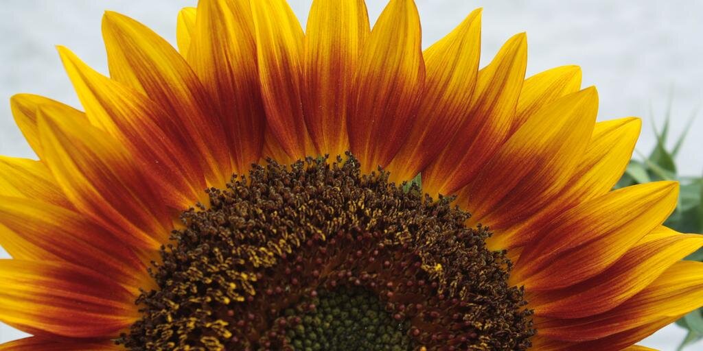 periwinklejane's profile banner image