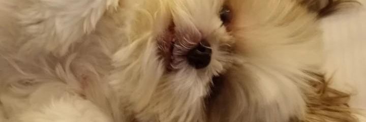 Kit. Sugar Tzu & 😇 Tiki banner