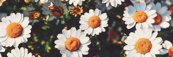 FloriLeiza's profile banner image