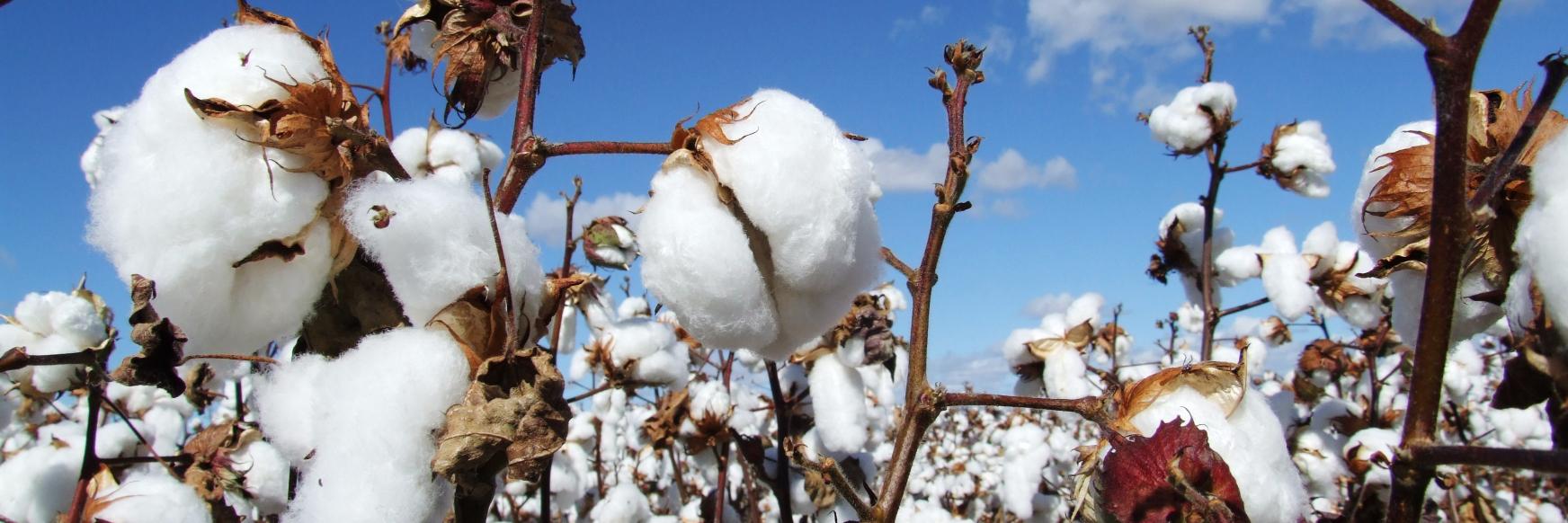 Darling Downs Cotton Growers Inc banner