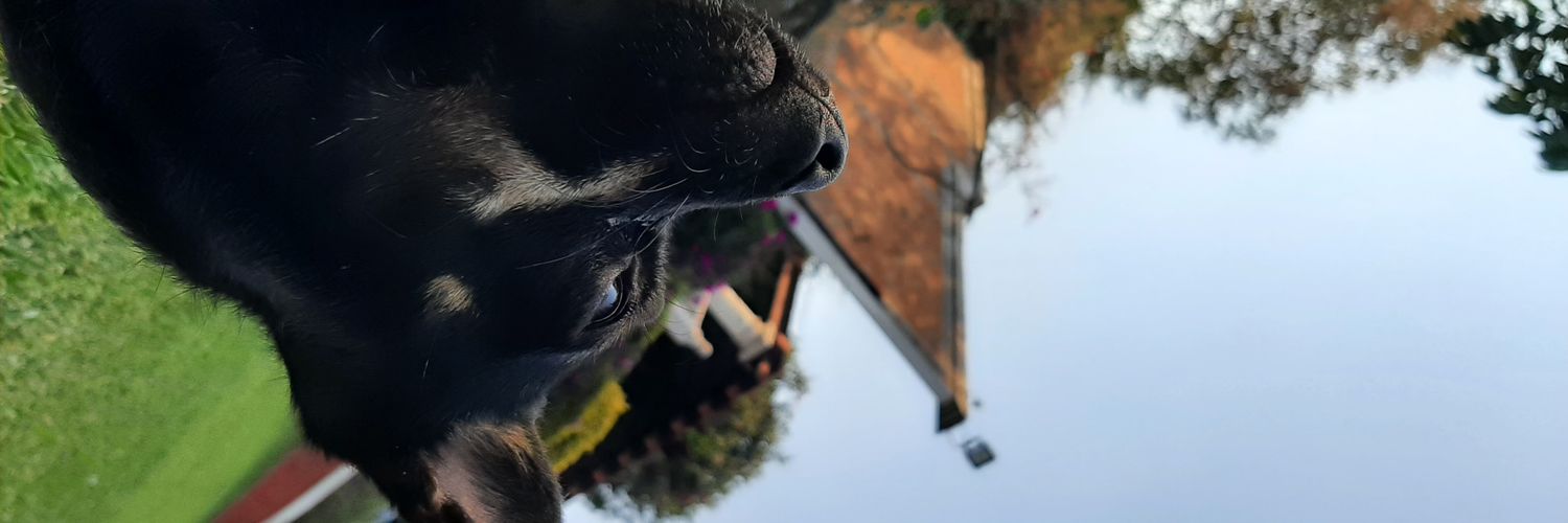 Le_Paca's profile banner image