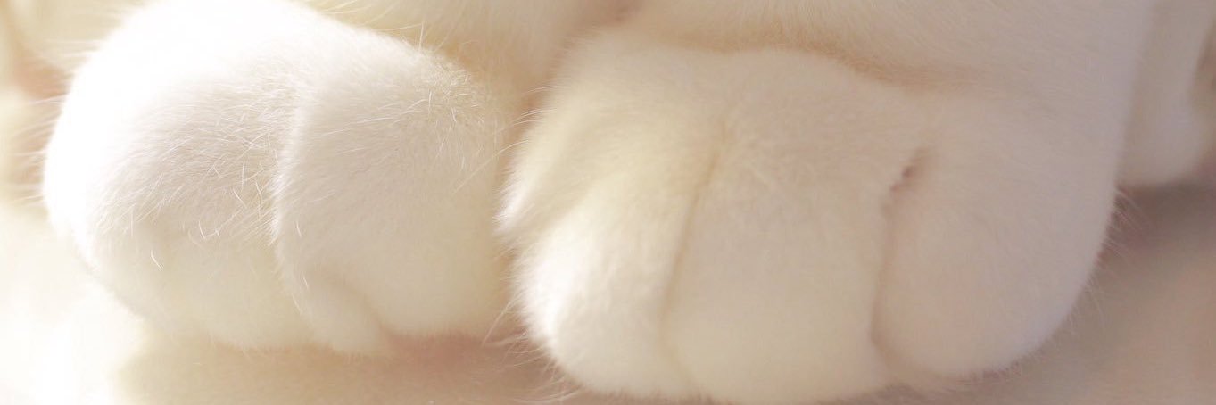 PHUKHAO8's profile banner image