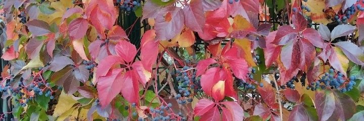 semrazize's profile banner image