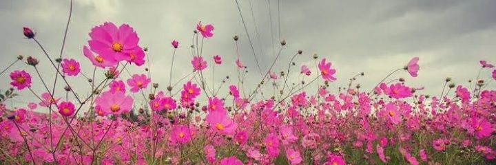 DulcebaUcor's profile banner image