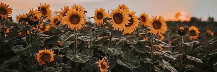 endrikastar's profile banner image