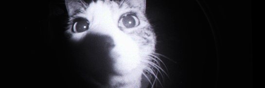 nyan0202's profile banner image