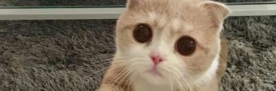 🐱เมี๊ยวจะมาบอก... banner
