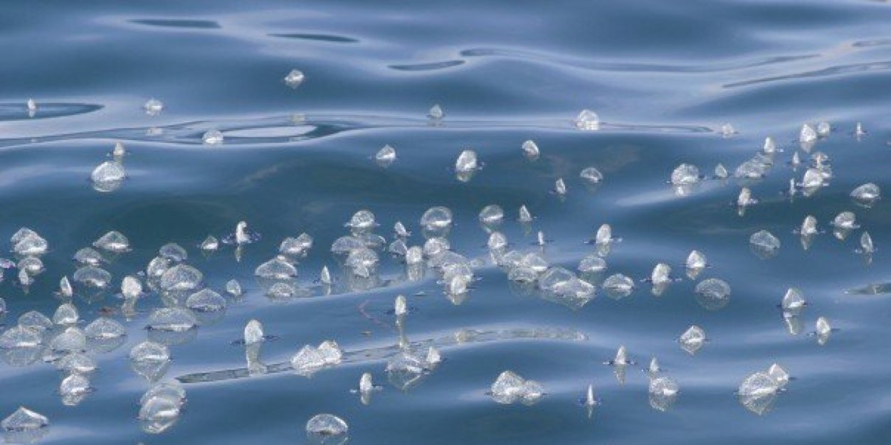 Alana Phillips banner