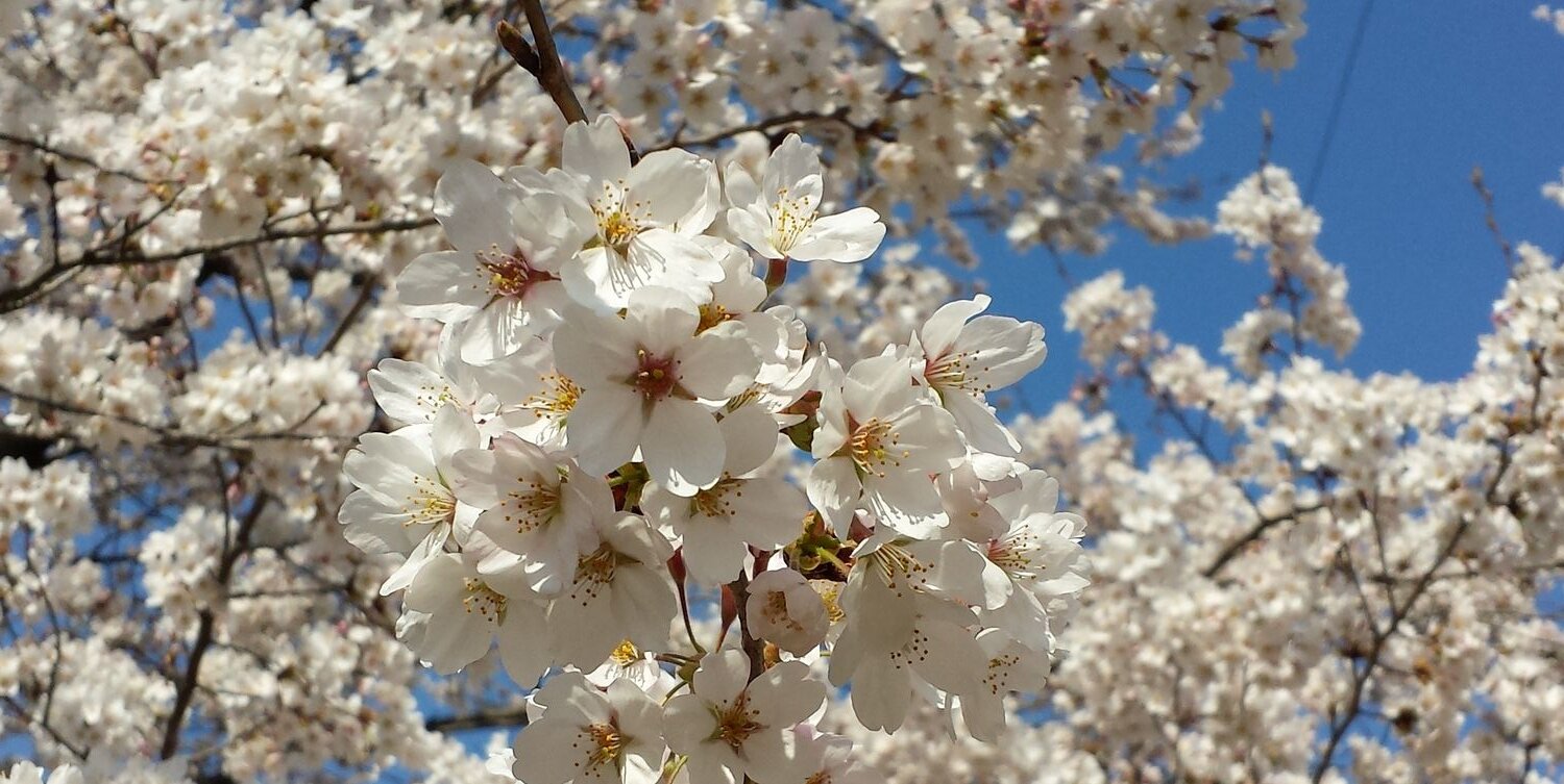 saku_77's profile banner image