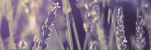 mantis_child's profile banner image