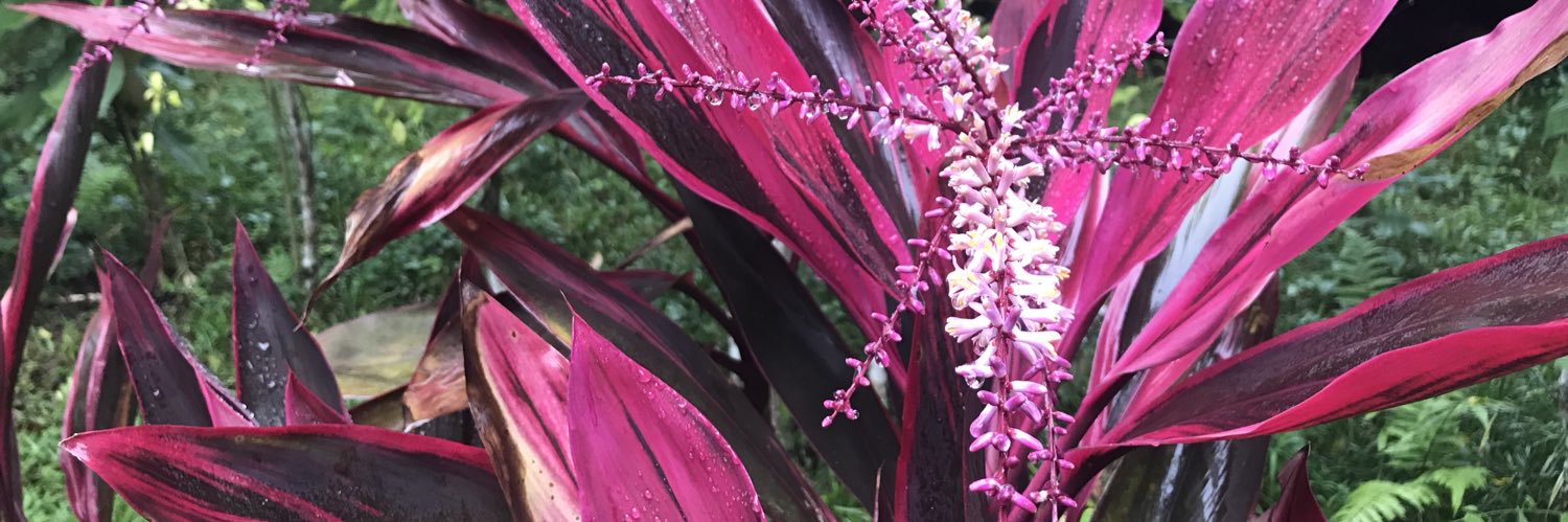 Julián M. Peña-Castro banner