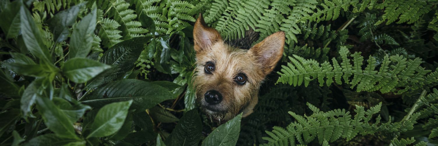 Jacobo Correa banner