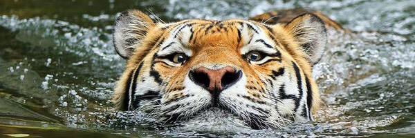 RamosDaGov's profile banner image
