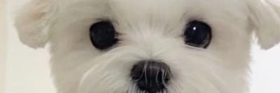 JustinPigPig's profile banner image