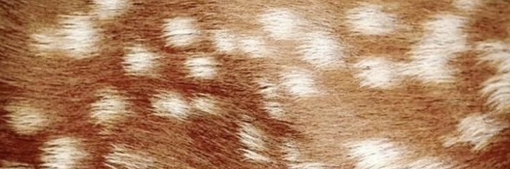 lísis banner
