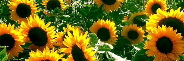 PoleVik 🇺🇦 banner