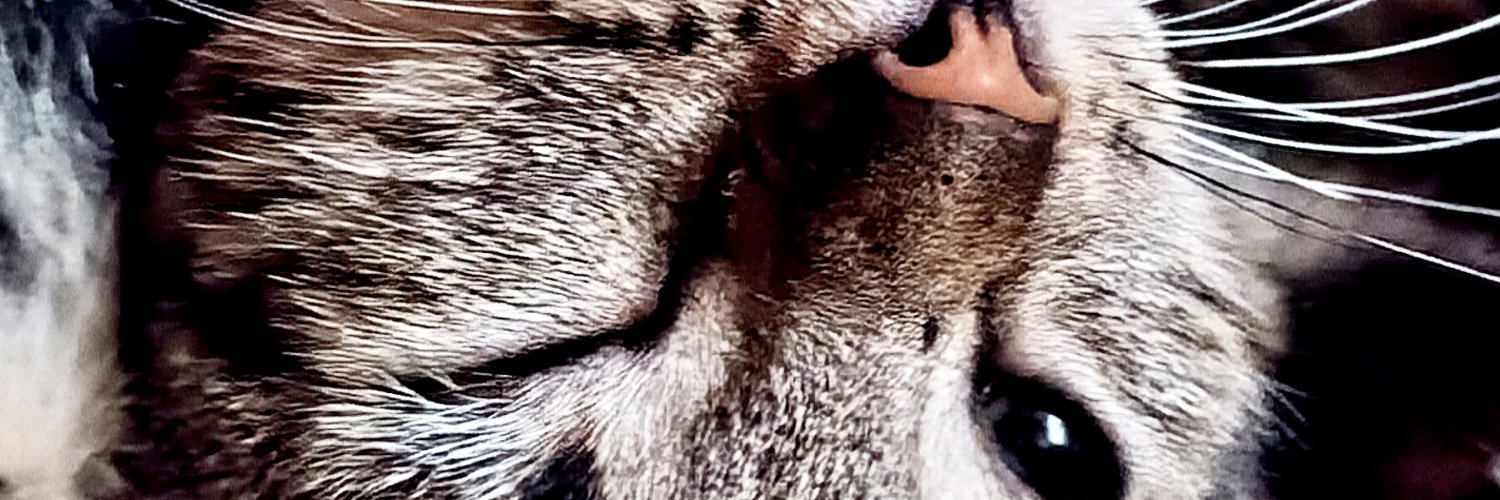 alvesrivas's profile banner image