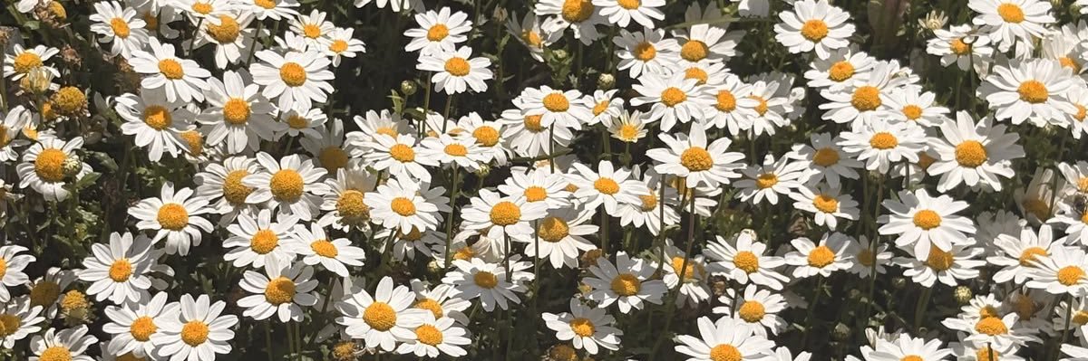 FrancescaVianaa's profile banner image