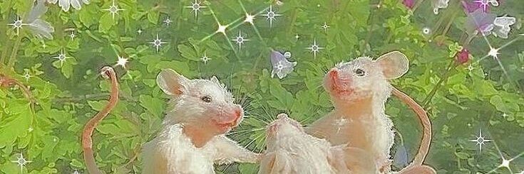 A l i c e ☁️ banner