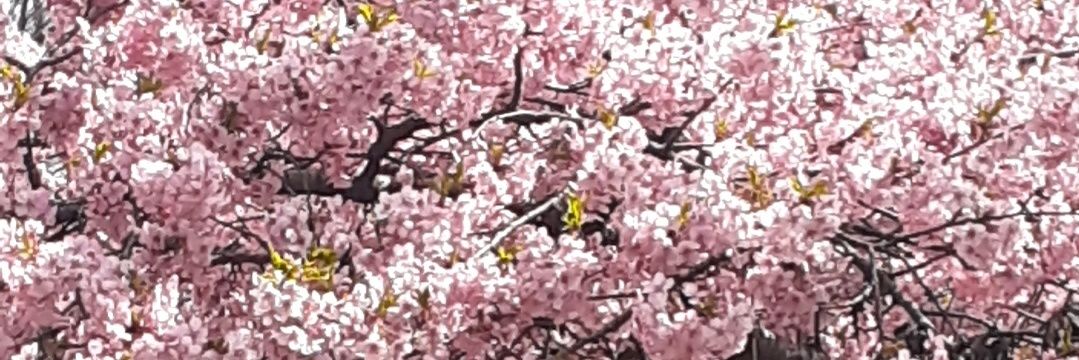 ladderofangel's profile banner image