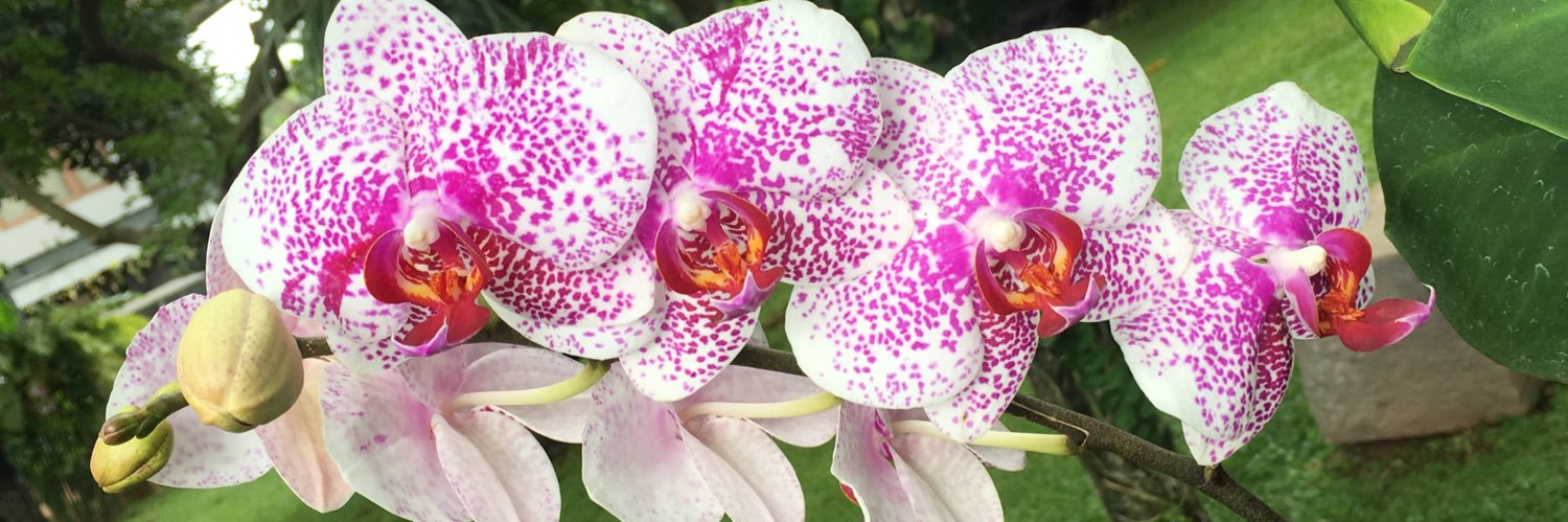 Blin Go Green banner