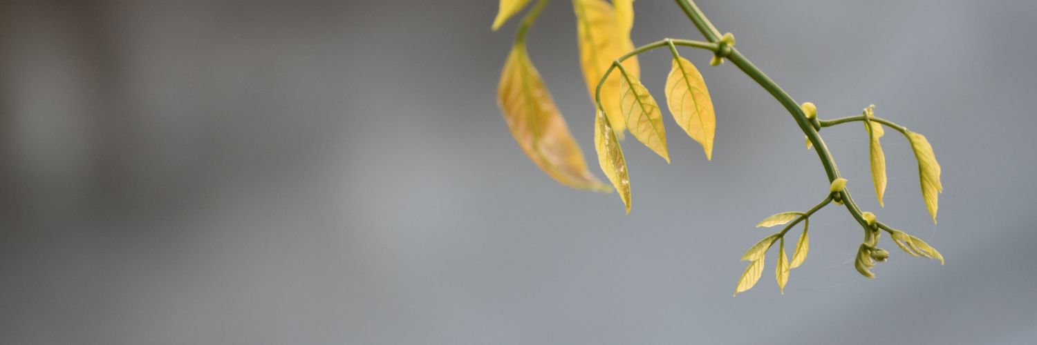 oveyaa's profile banner image